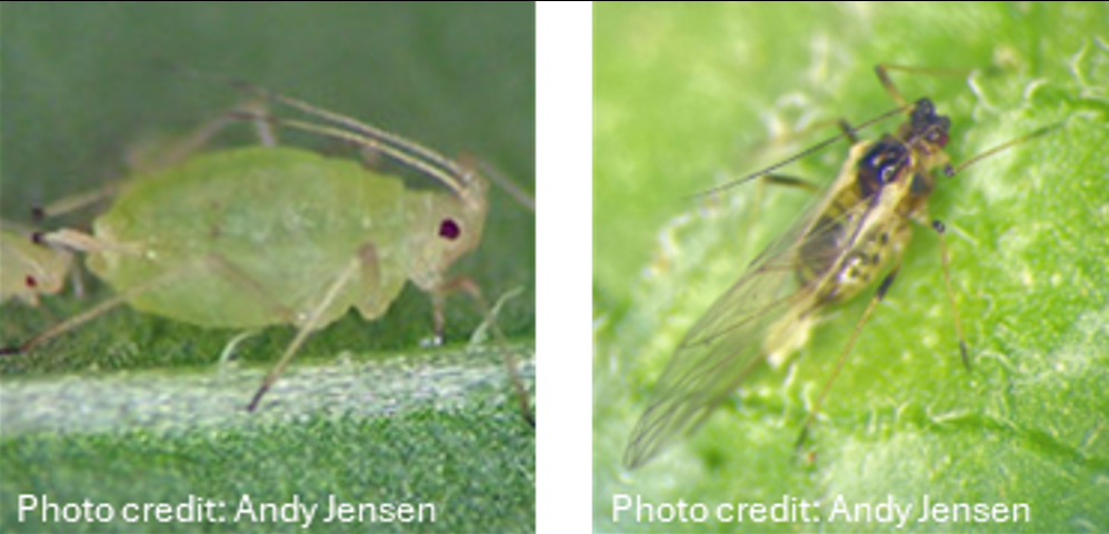 Two images of green peach aphid.